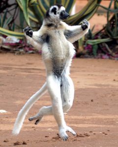 la_verreaux_sifaka